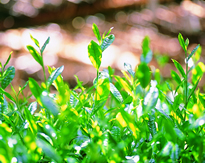 京都宇治抹茶 森半下部１